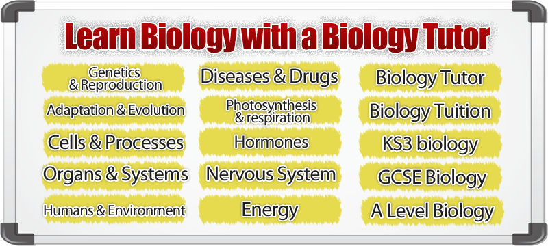 biology tutor